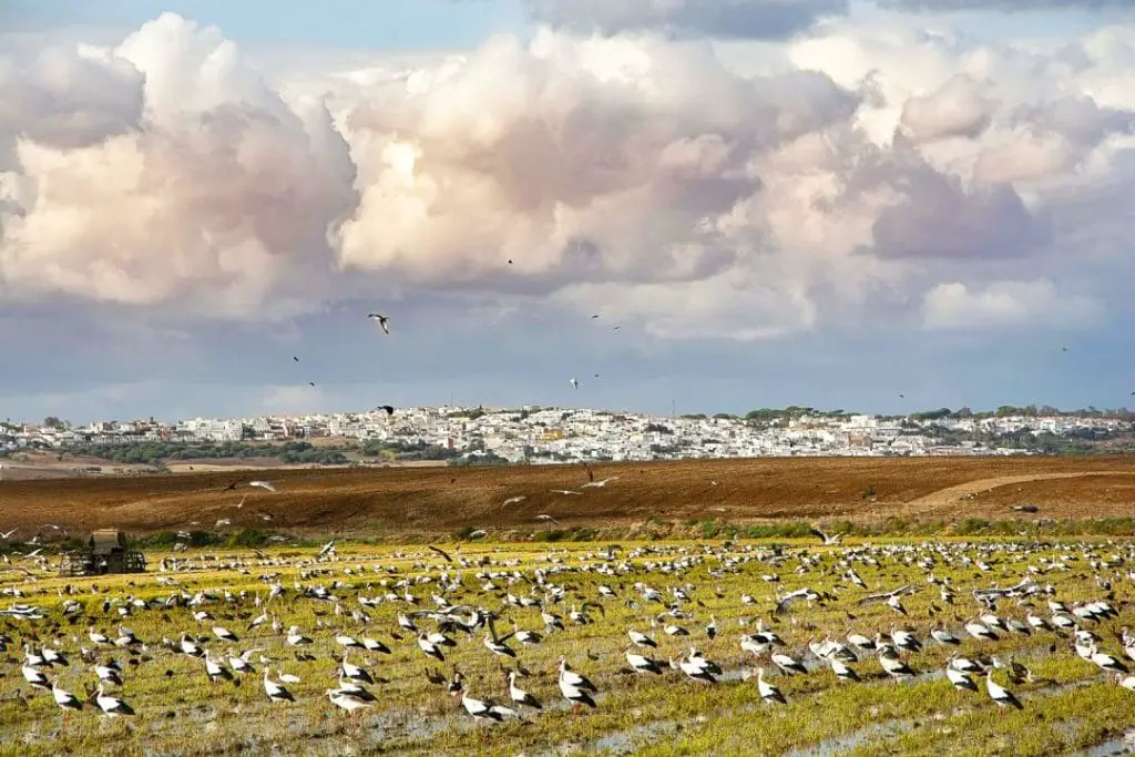 Descubre los secretos mejor guardados de Benalup-Casas Viejas, Cádiz