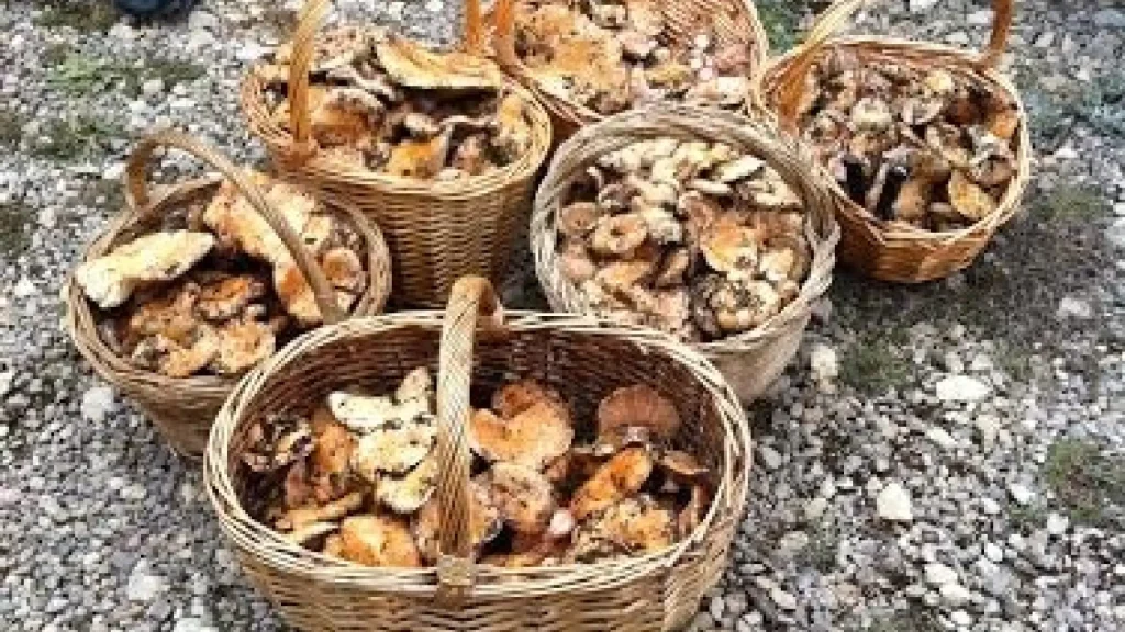 Qué ver en Tragacete, Cuenca: Descubre los secretos del encanto rural