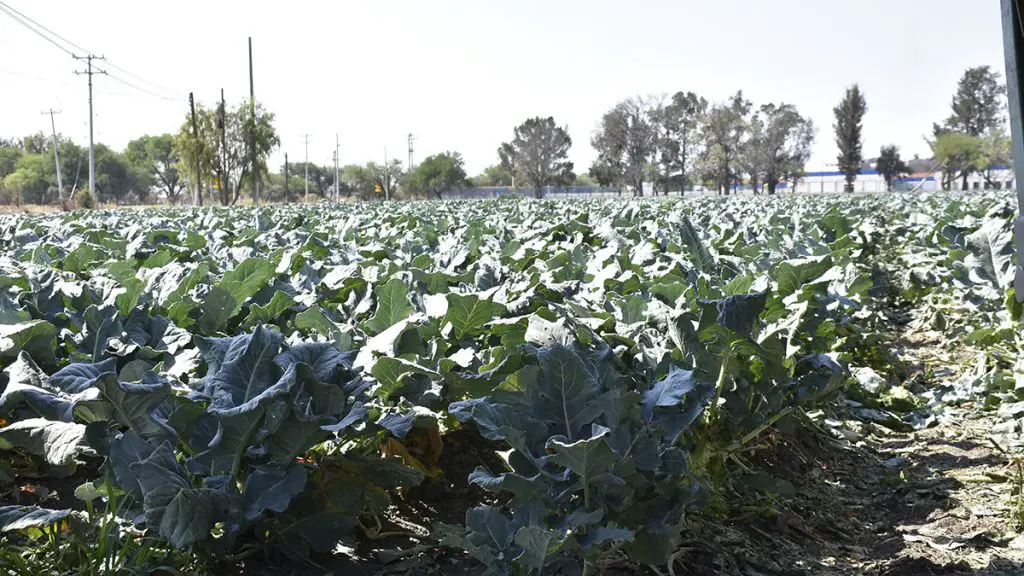 Qué ver en Campo de Villavidel, León: Descubre sus maravillas ocultas