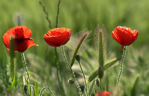 Qué ver en Vadocondes, Burgos: descubre sus secretos ocultos